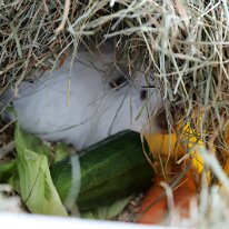 IMG_0059