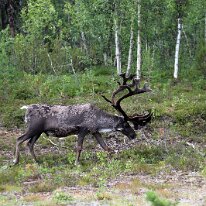 IMG_1952