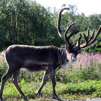 IMG_2991